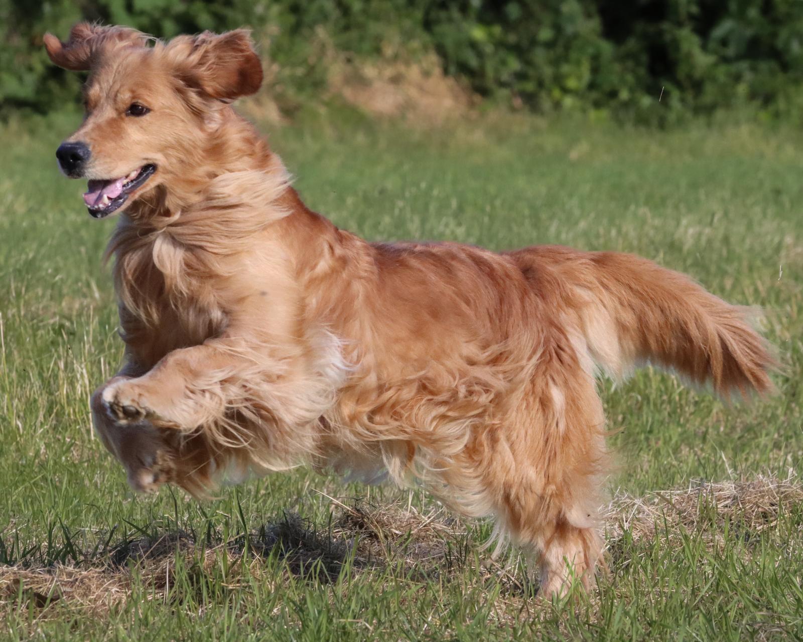Pet Terapy con i Golden Retriever Noemya Royal